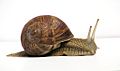 Grapevinesnail 01
