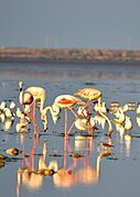 Greater Flamingo, Jamnagar, Rangilo Gujarati 01