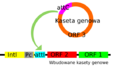 Integron