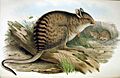 Lagorchestes fasciatus Gould