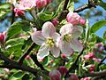 Malus sieversii 2
