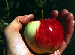 Malus sieversii Tarbagatai.jpg