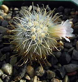 Archivo:Mammillaria moelleriana 3901