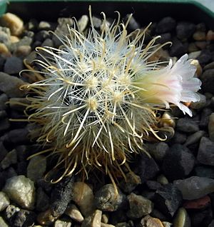 Archivo:Mammillaria moelleriana 3901