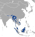Marbled Cat area