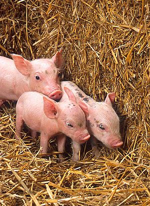 Archivo:More piglets
