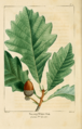 NAS-007 Quercus bicolor