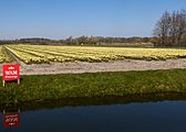 Noordwijkerhout, veld met tulpen aan de Oosterduinen IMG 9008 2021-04-27 13.14
