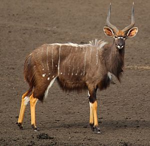 Archivo:Nyala, male