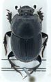 Onthophagus taurus