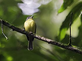 Phylloscartes lanyoni - Antioquia Bristle-Tyrant (cropped).jpg