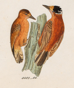 Picumnus cinnamomeus - 1820-1863 - Print - Iconographia Zoologica - Special Collections University of Amsterdam - UBA01 IZ18700019 (cropped).tif