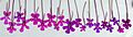 Pinguicula moranensis flower comparison
