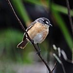 Archivo:Polystictus superciliaris - Grey-backed Tachuri