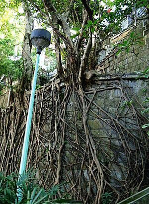 Archivo:Root of a Tree