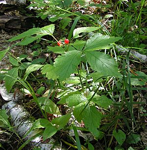 Archivo:Rubus saxatilis20050923 01