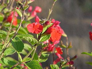 Archivo:Salvia blepharophylla1