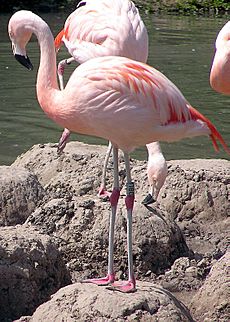 Archivo:Slimbridge.chilean.flamingo.arp