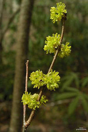Archivo:Spicebush (4506720062)