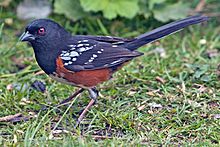 Archivo:Spotted Towhee