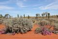 Springtime in the Desert - panoramio