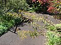 Starr 071024-0278 Euphorbia fulgens