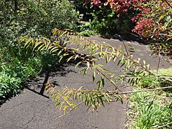 Archivo:Starr 071024-0278 Euphorbia fulgens