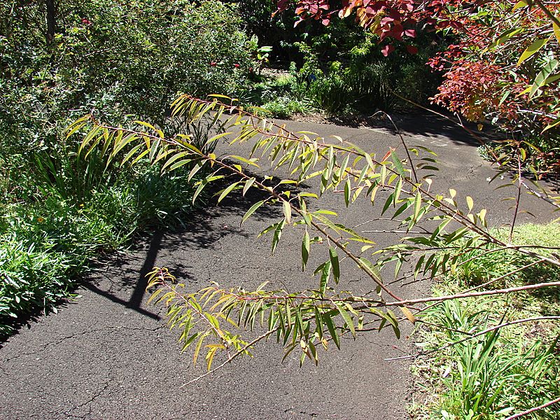 Starr 071024-0278 Euphorbia fulgens