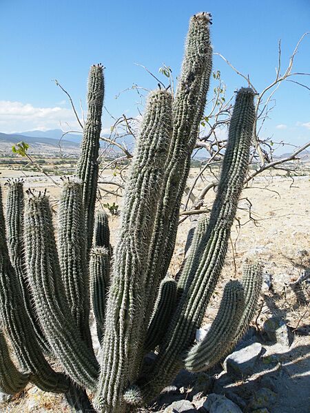 Stenocereus treleasei