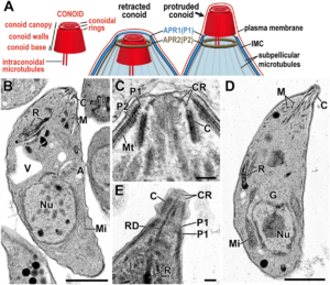 Archivo:T. gondii traquizoito Conoide