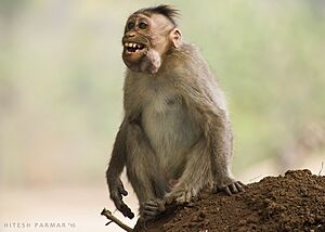 Archivo:The funnies laugh