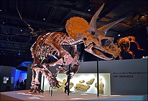 Archivo:Triceratops Specimen at the Houston Museum of Natural Science v01