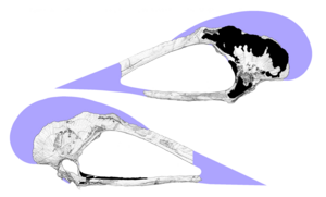 Archivo:Tupuxuara deliradamus referred