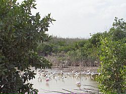 Archivo:Vista manglar Puerto Morelos