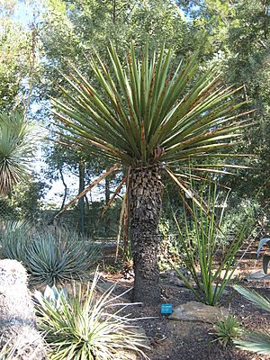 Archivo:Yucca carnerosana