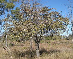Archivo:Zizyphus mauritiana tree