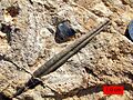 ZoharBelemnite
