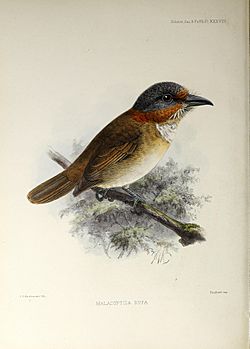 A monograph of the jacamars and puff-birds, or families Galbulid and Bucconid (1882) (14748183861).jpg