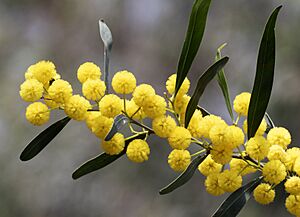 Archivo:Acacia saligna - Orange wattle 04