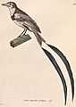 Alectrurus risora male 1838