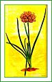 Allium angulosum