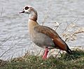 Alopochen-aegyptiacus