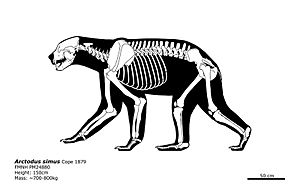 Archivo:Arctodus simus skeletal