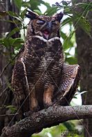 BIRD GREAT HORNED OWL BIGI-PAN NICKERIE SURINAM AMAZONE SOUTH-AMERICA (32976524876)
