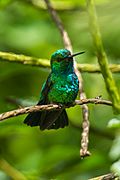 Blue-tailed Emerald - Ecuador S4E0715