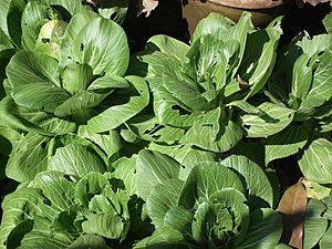 Archivo:Brassica rapa subsp. chinensis - Pak choi from lalbagh 2289