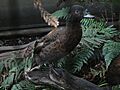 Campbell Island Teal, Pengo