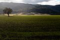Capay Valley