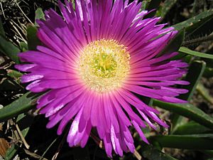 Archivo:Carpobrotus rossii flower 3