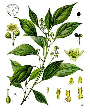 Archivo:Cinnamomum camphora - Köhler–s Medizinal-Pflanzen-181